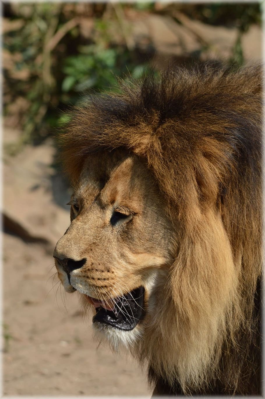 Lion, King, Predator, Big Cat, Cat, Cat, feline, animal, wildlife HD wallpaper