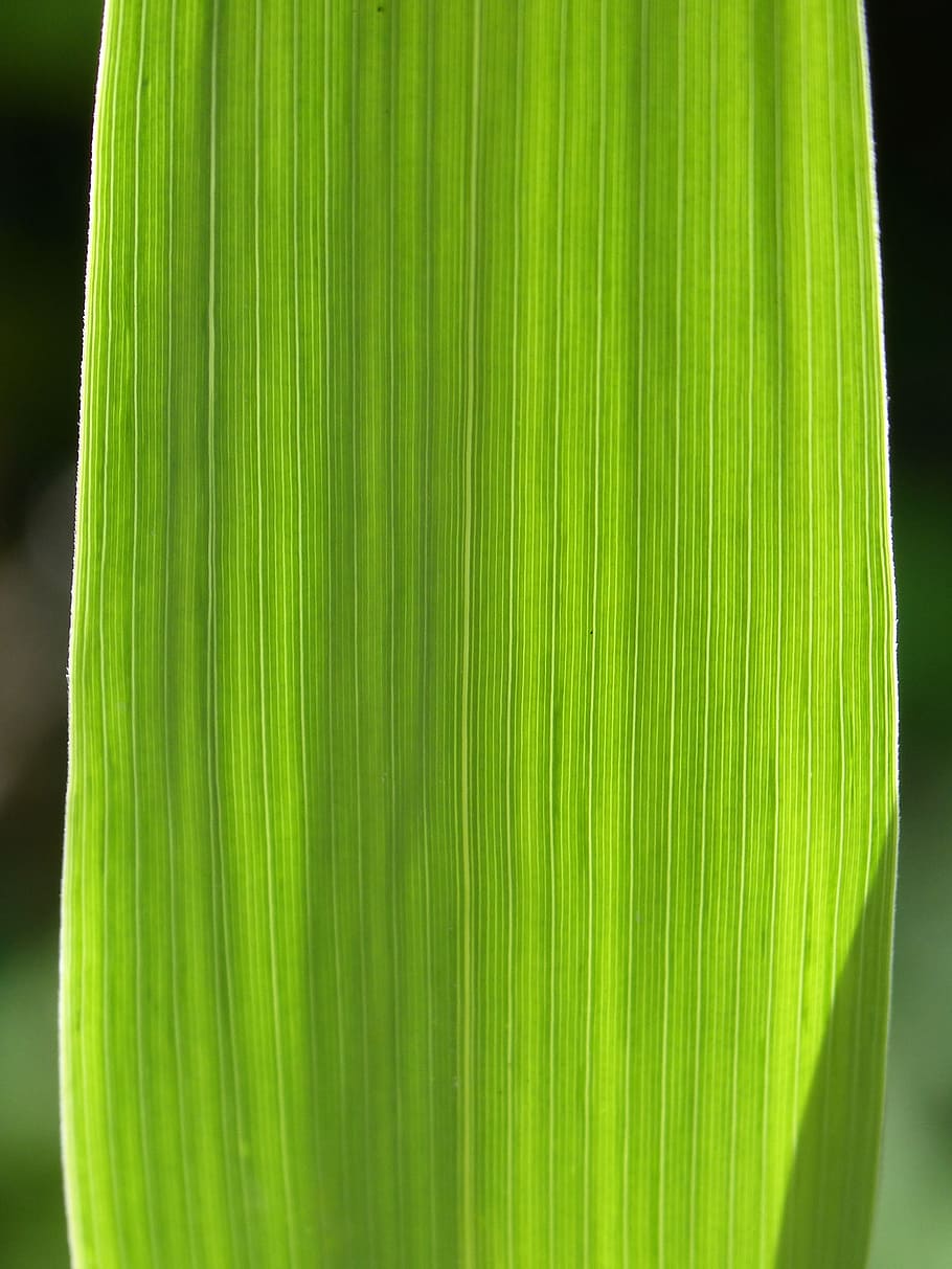 Leaf, Strands, Background, Texture, backlight, green color, HD wallpaper