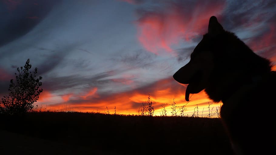 dog, silhouette, sunset, wolf, dusk, one animal, animal themes HD wallpaper