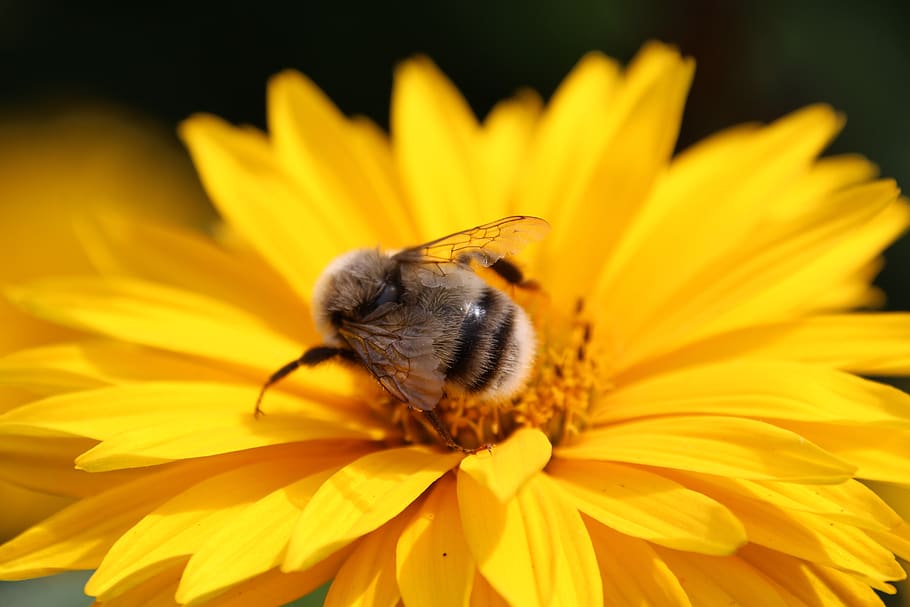 blossom, bloom, yellow, insect, flowering plant, petal, fragility HD wallpaper