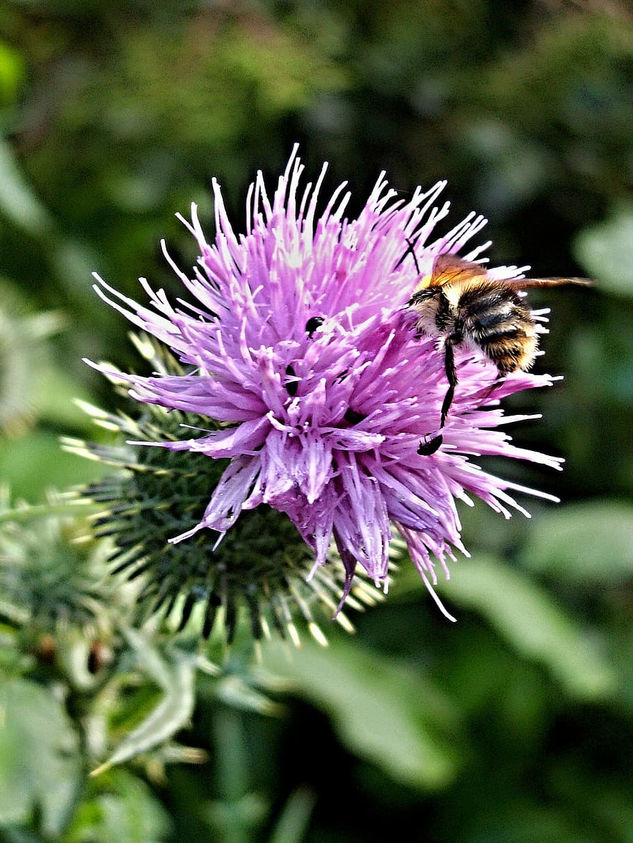 Thistle, Bumblebee, Flower, Macro, Insect, thistle bumblebee HD wallpaper