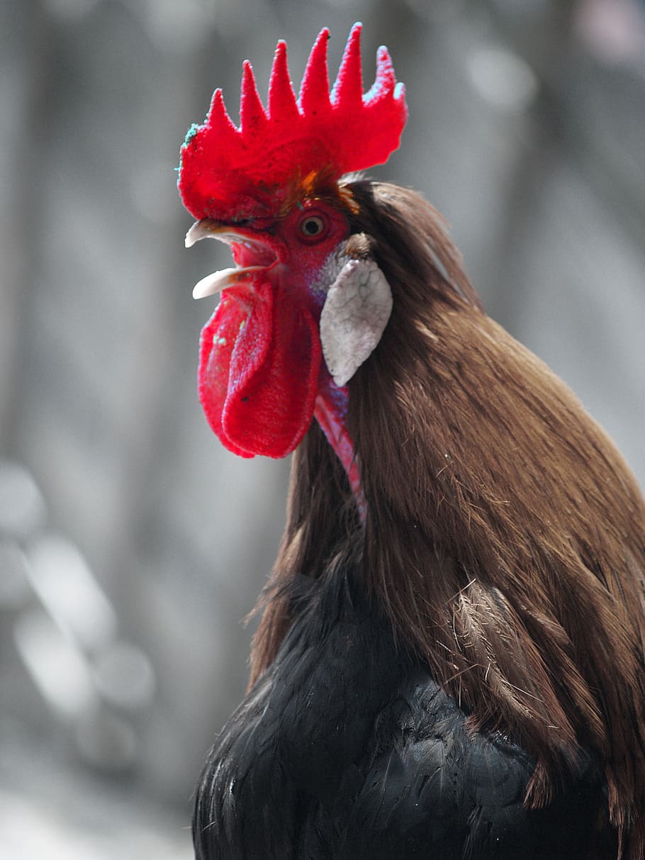 hahn, comb, red, alpine zoo, animal themes, bird, male animal HD wallpaper