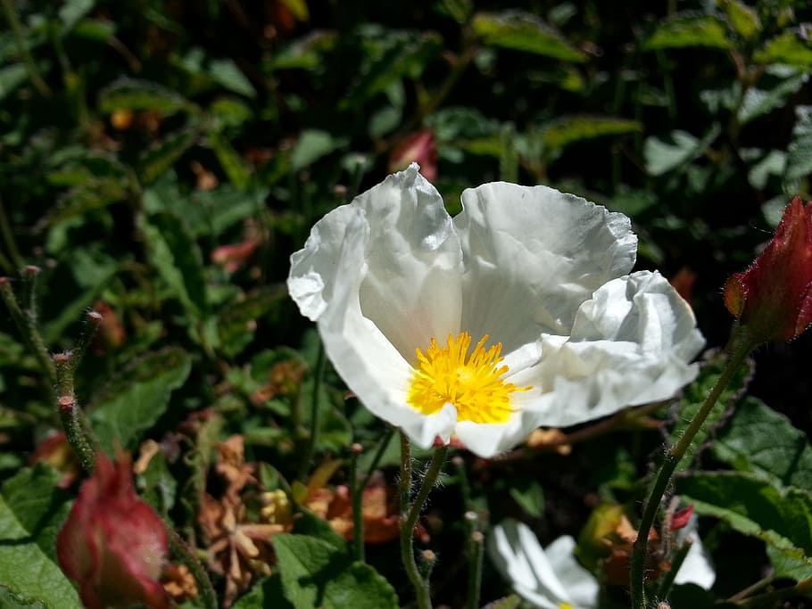 Flower, White, Delicate, Pure, Bloom, nature, fresh, macro HD wallpaper