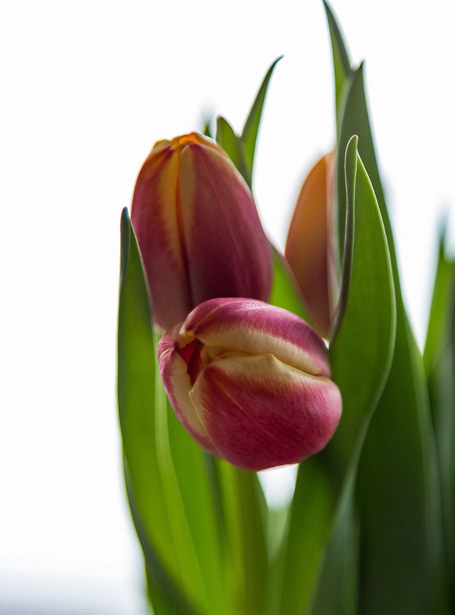 tulips, flowers, deco, decoration, spring, nature, cut flowers, HD wallpaper