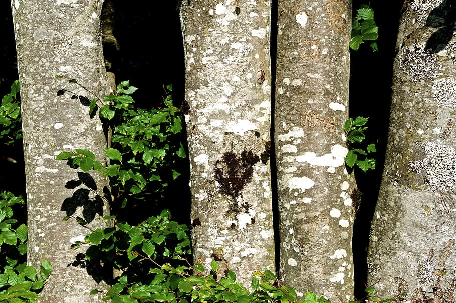 four trees, tree trunks, bark, tree bark, tree fungi, book HD wallpaper