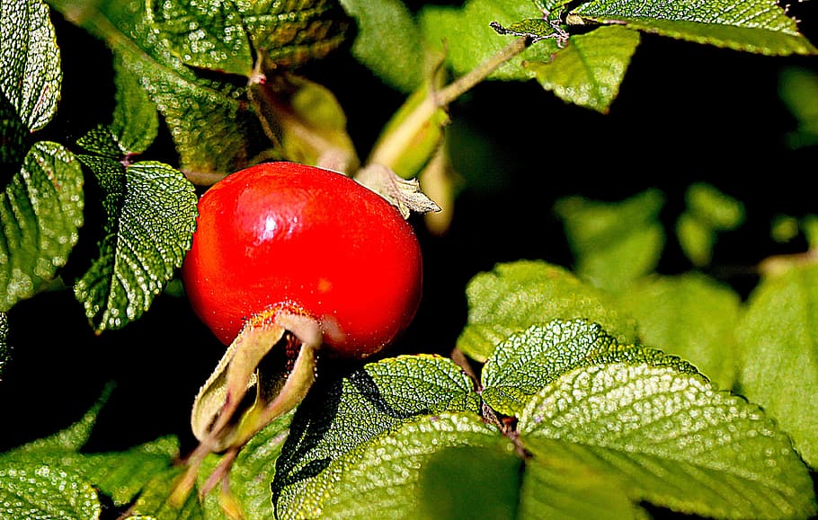 fruit, rose hips, rose dining, plant, rosebush, rose list, sunny HD wallpaper