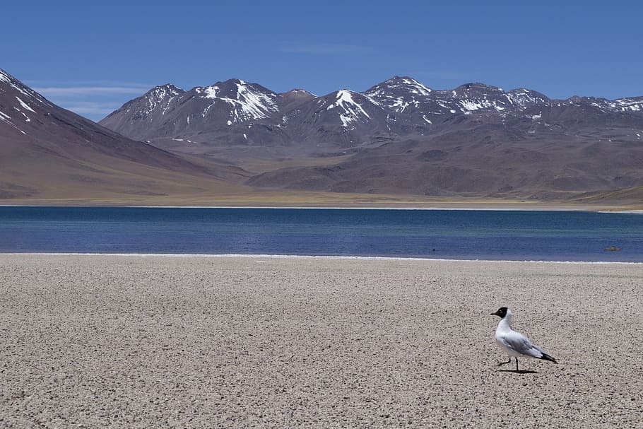Chile, Atacama, Volcanoes, Desert, laguna, ave, height, peace, HD wallpaper