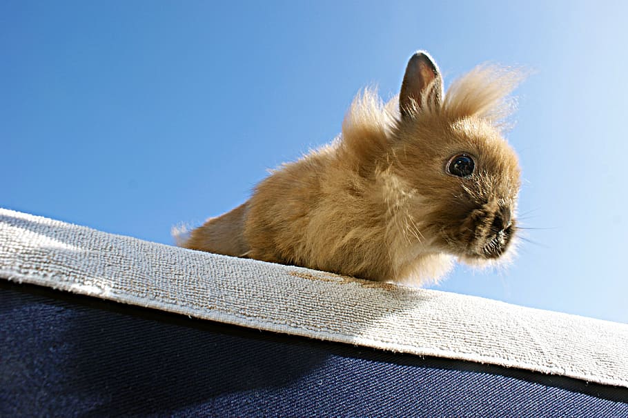 rabbit, brown, animal, wind, blue, beige, animal themes, mammal HD wallpaper