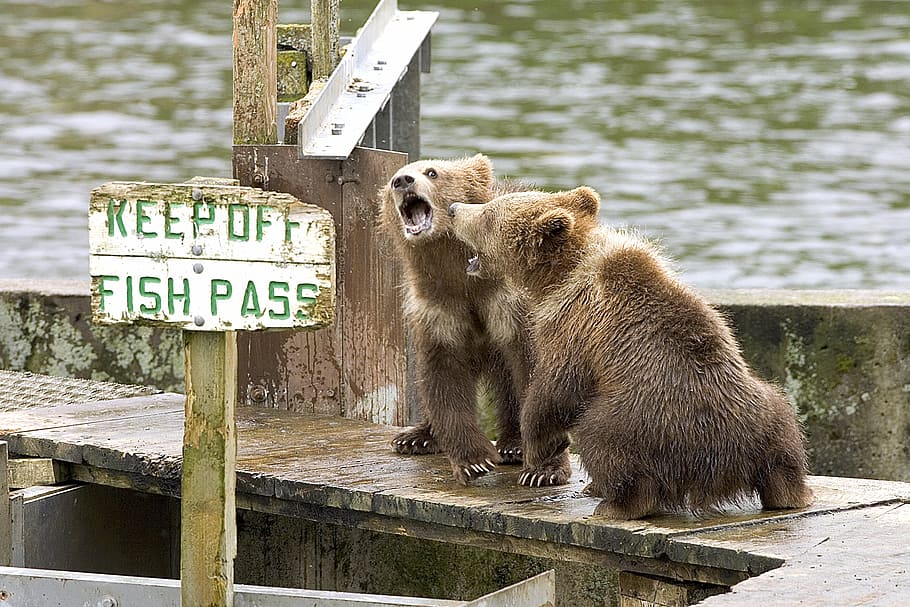 bears standing on brown dock, cubs, wildlife, cute, sign, funny HD wallpaper