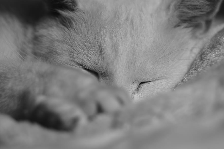 pets, sleeping cat, rest, mammal, domestic cat, animal, feline HD wallpaper