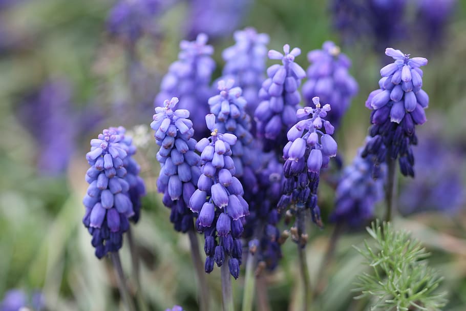 purple, hyacinth, macro, nature, flower picture, turkey, spring HD wallpaper