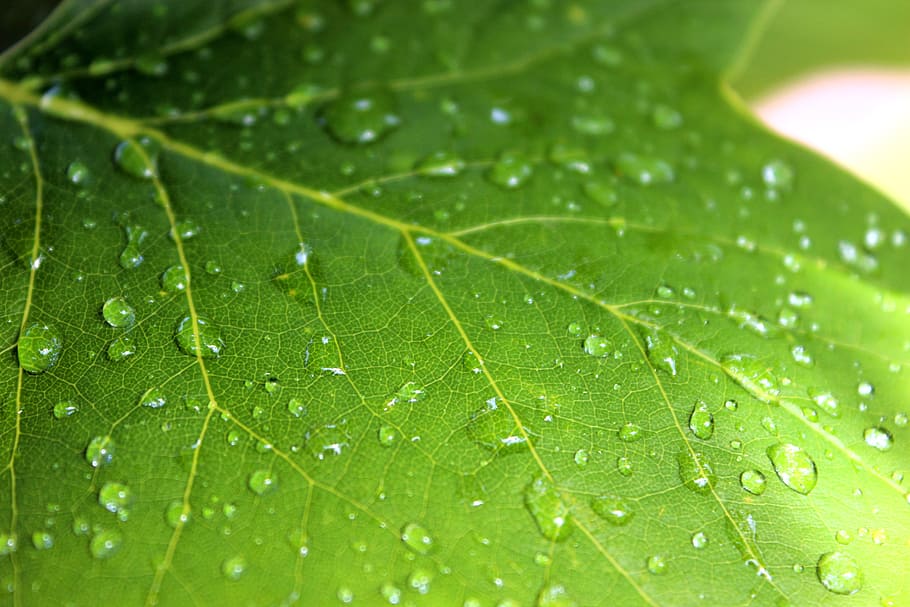 plant, leaf, rain, raindrops, maple, wet, plant part, green color HD wallpaper