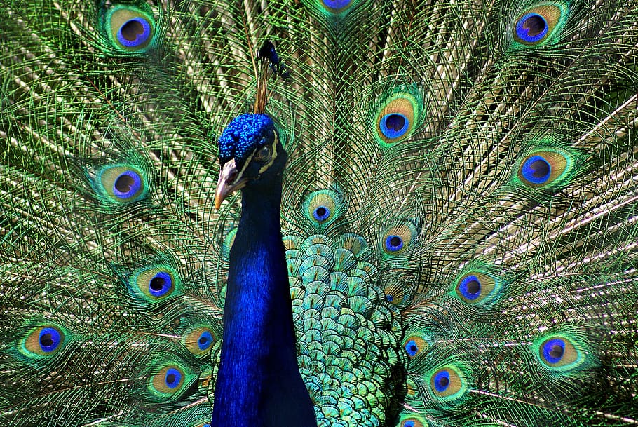 peacock, colors, feathers, bird, peacock feather, animal themes HD wallpaper