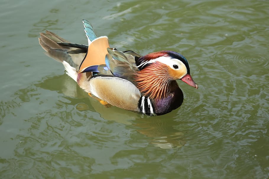 bird, duck, colors, nature, animal, mallard Duck, wildlife HD wallpaper