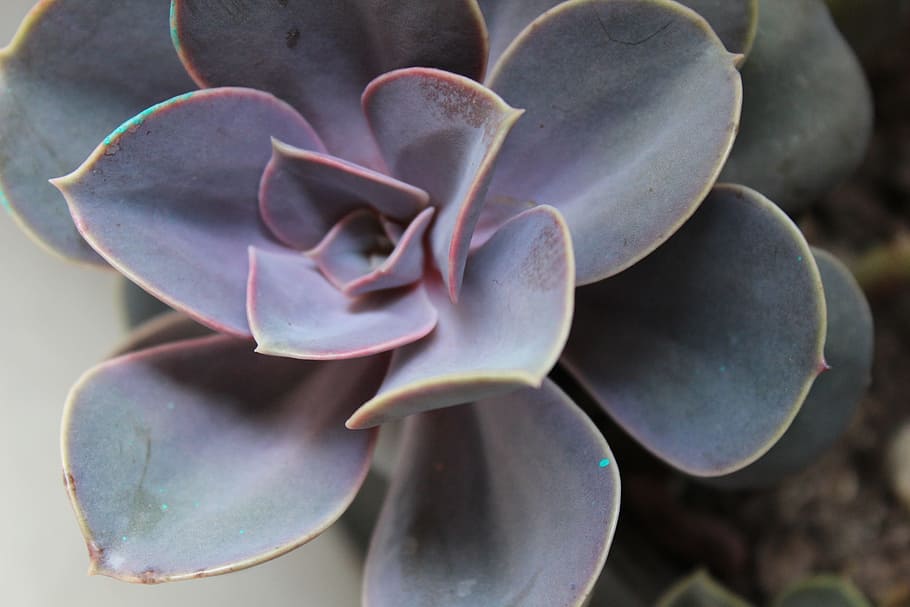 succulent, flora, nature, plant, growth, flower, close-up, beauty in nature HD wallpaper