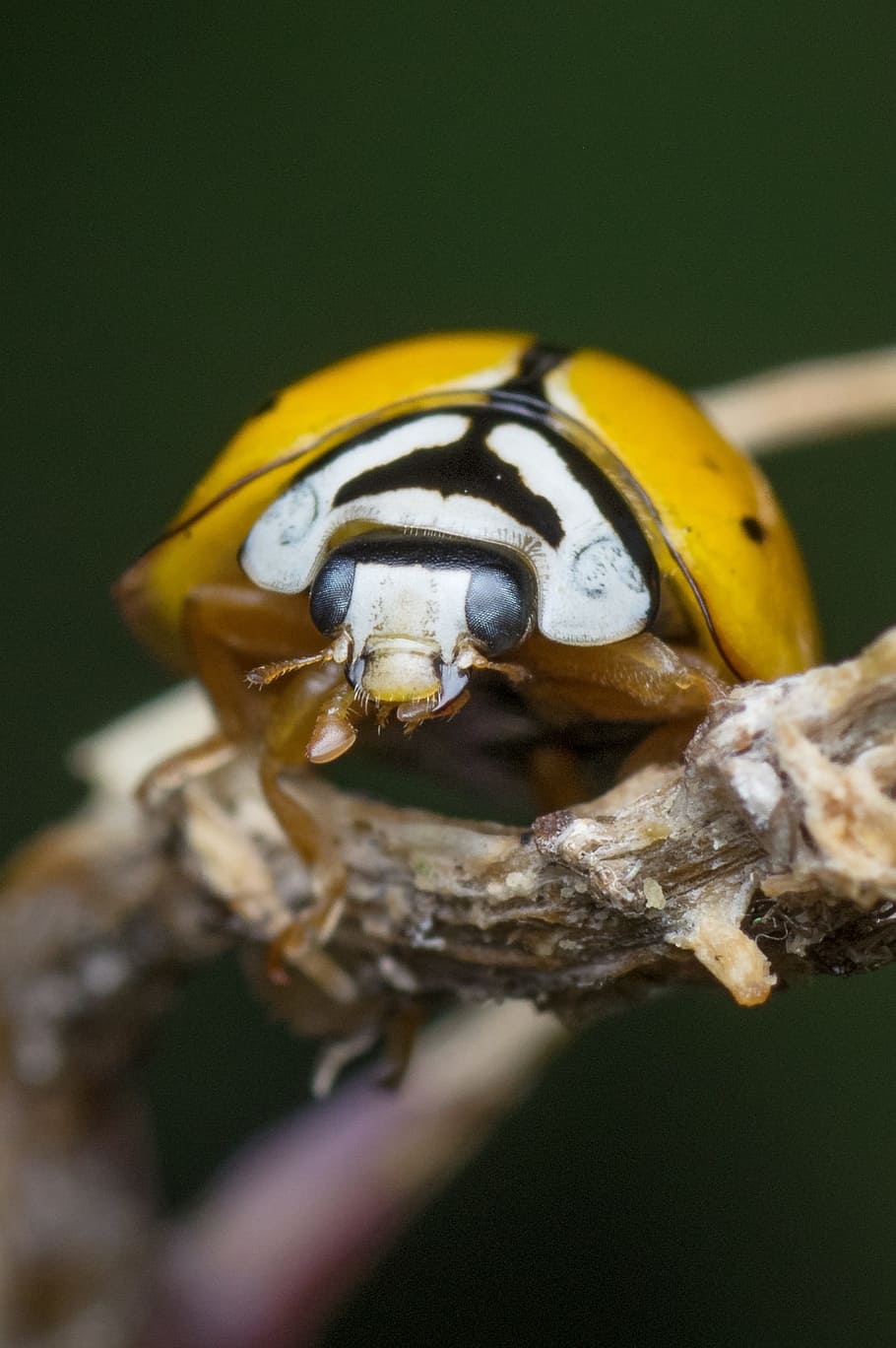 Ladybug, Yellow, Insect, Nature, Beetle, garden, vibrant, macro HD wallpaper