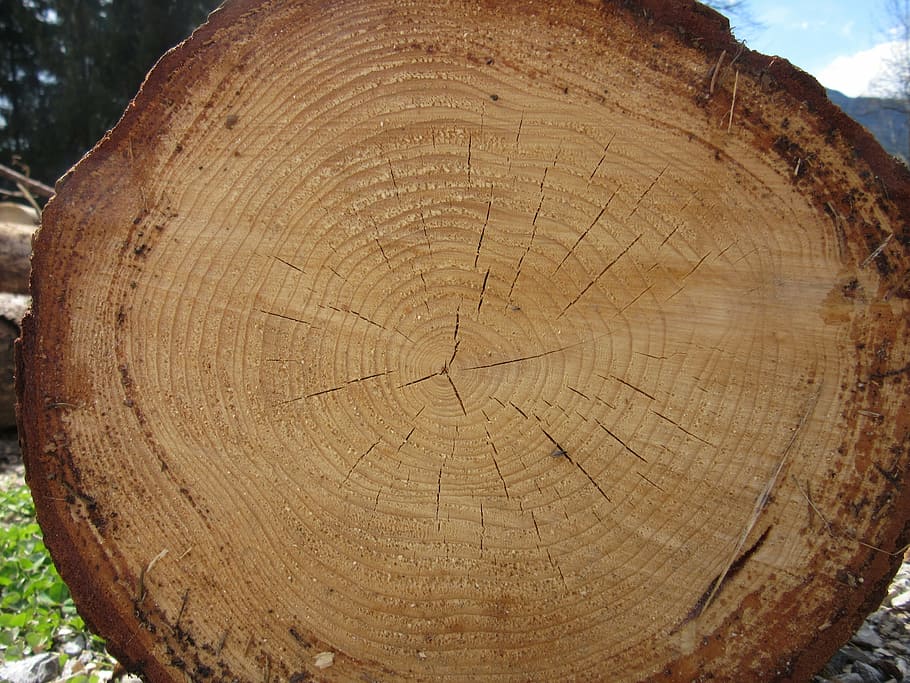 log, wood, annual rings, tree, bark, grain, like, sawed off