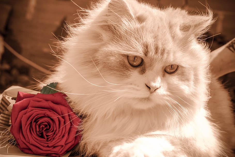 photo of long-coated white cat and red rose, kitten, pet, feline HD wallpaper