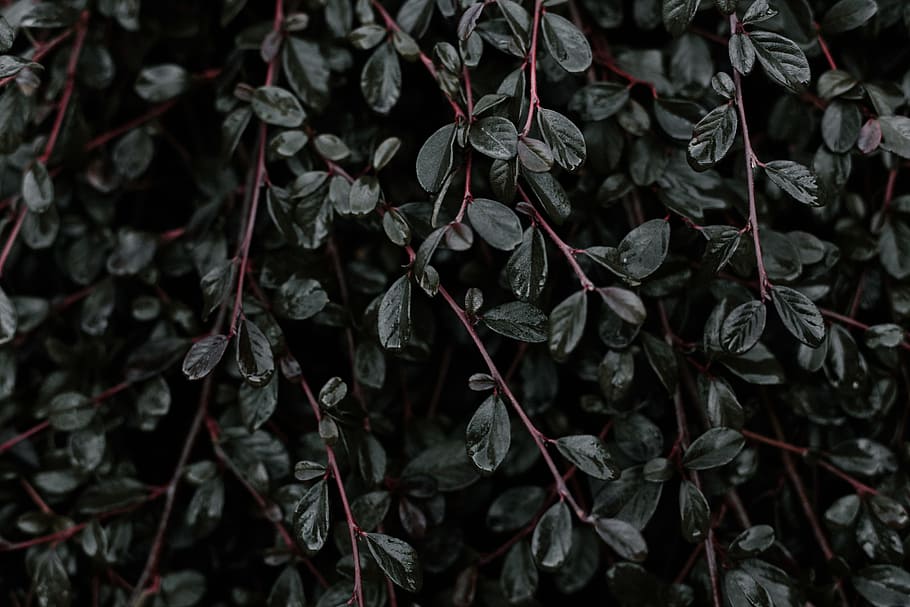 Deep Green, green leaf plant, branch, dark, nature, close-up HD wallpaper