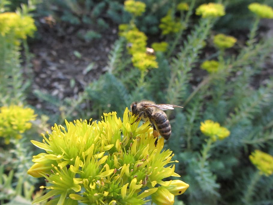 macro, bee, flower, yellow, pollen, bloom, petals, summer, nature HD wallpaper