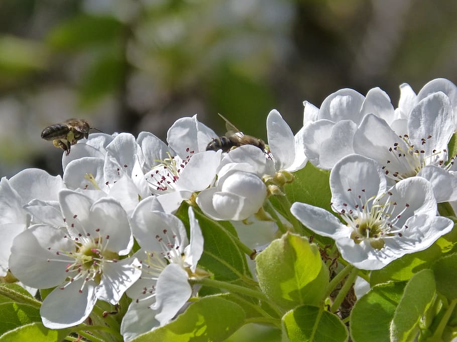 Fruit, Flower, Bee, Flying, flying bee, apis melifera, nature HD wallpaper
