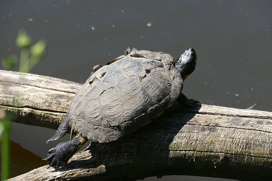 Turtle, Water, Pond, Nature, water turtle, panzer, animal, swim HD wallpaper
