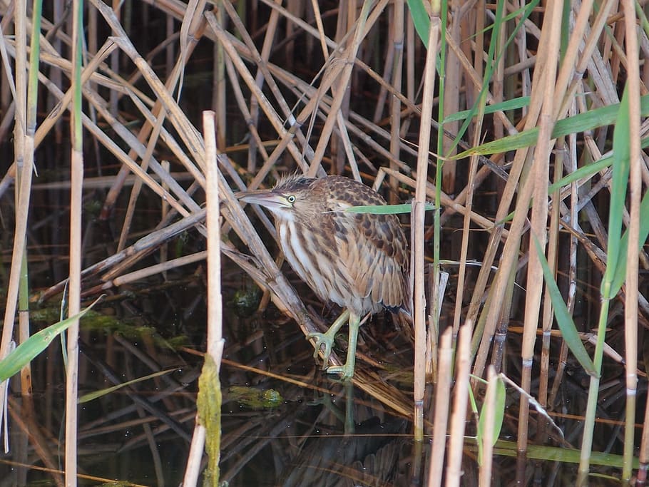 birds, bird river, bittern, the small bittern, the top, chick HD wallpaper