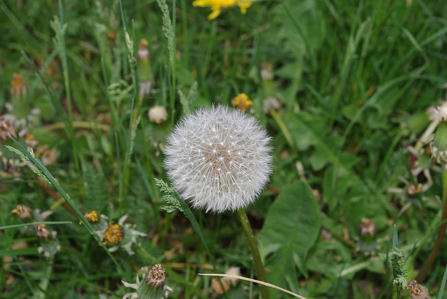 nature, plant, summer, flower, freshness, flowering plant, fragility HD wallpaper