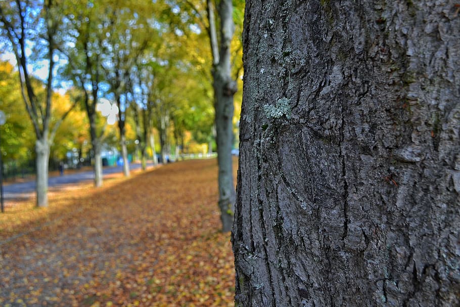 autumn, fall, leaves, nature, perspective, tree bark, tree trunk HD wallpaper