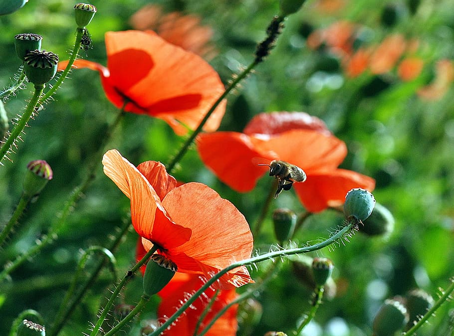 closeup photography of red poppy flowers, Bee, Macro, Pollination HD wallpaper