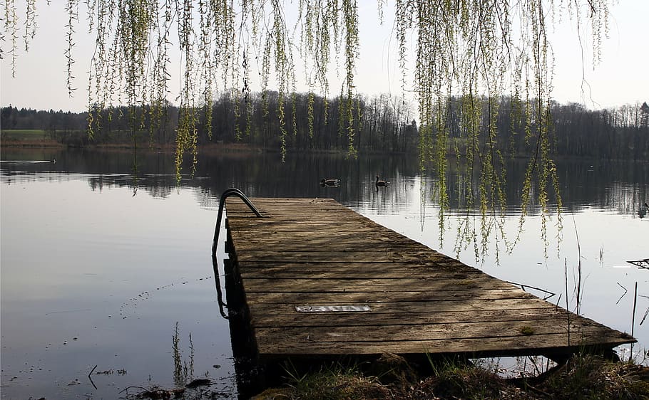 jetty, web, entry, water, lake, roma table, tree, plant, reflection HD wallpaper