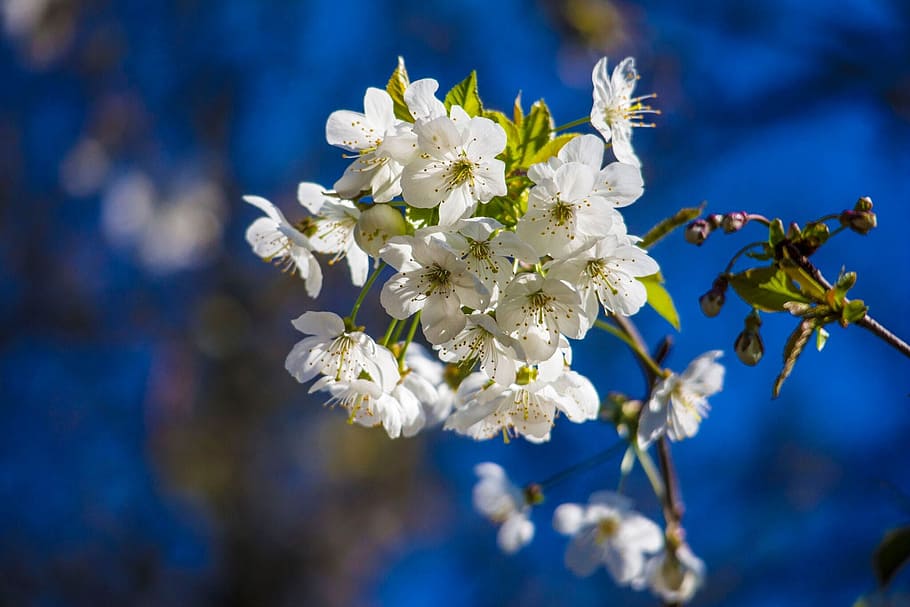 spring, cherry, blossom, white, flower, blue, sky, nature, blue sky HD wallpaper