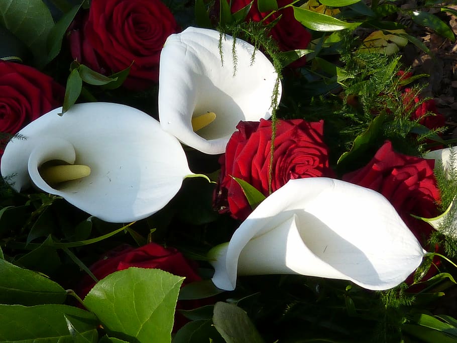 macro, close, blossom, bloom, nature, flower, plant, petals HD wallpaper