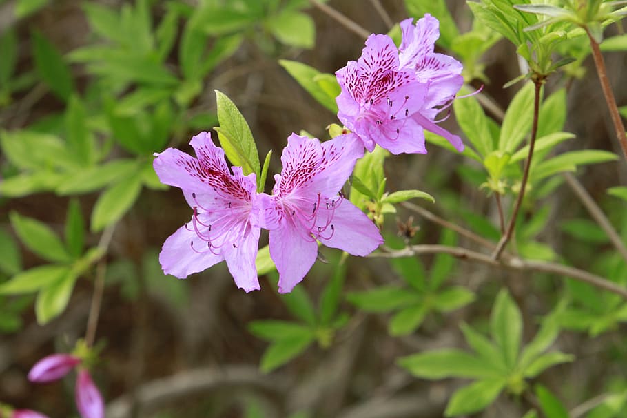 nature, plants, flowers, leaf, garden, flowering plant, freshness HD wallpaper