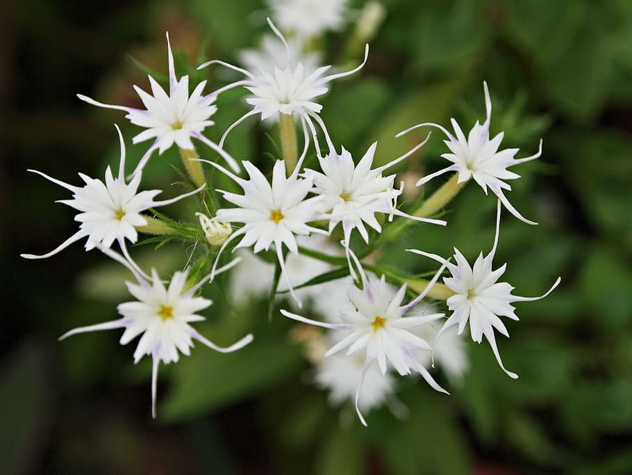 flowers, tree, white, nature, natural flowers, bright, pollen HD wallpaper