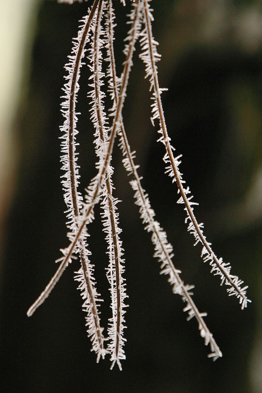 winter, pine, hoarfrost, green, conifer, branch, trees, cold HD wallpaper