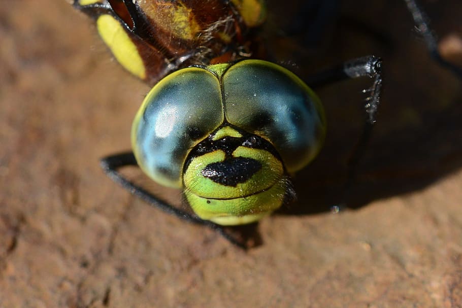 Dragonfly, Dead, Close, Compound, Nature, macro, insect, animal HD wallpaper