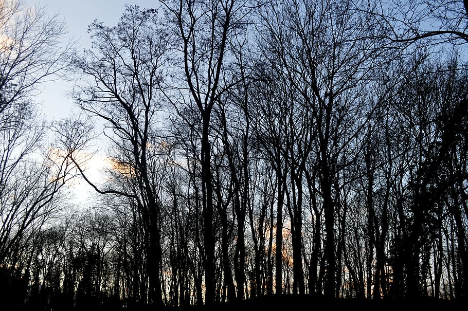 forest, winter, nature, trees, trunk, alsace, wood, france, HD wallpaper