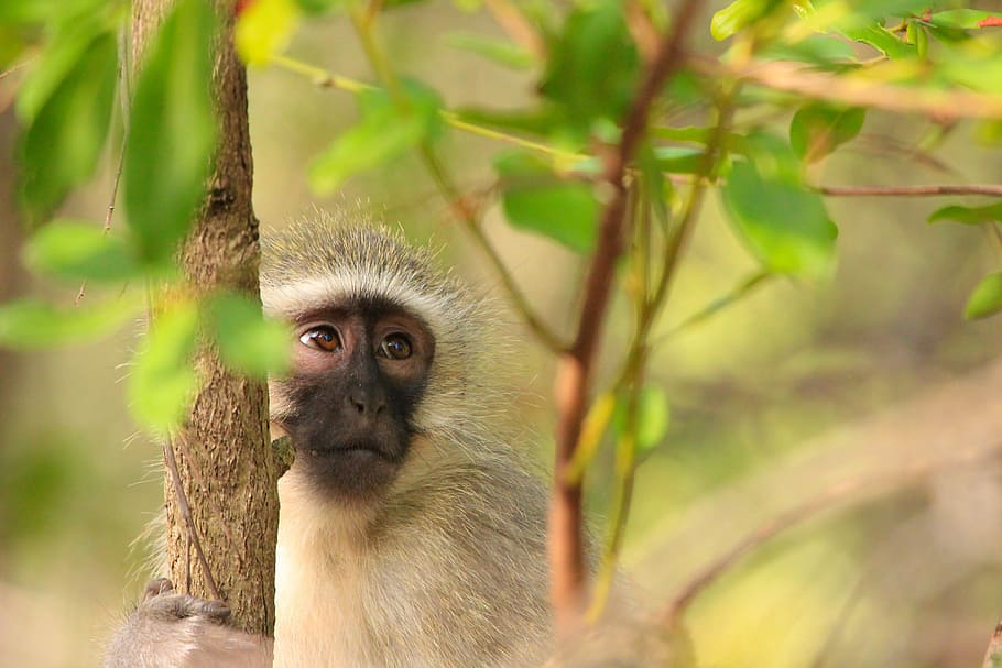 little monkey, sweet, animals, nature, cute, nice, primate HD wallpaper