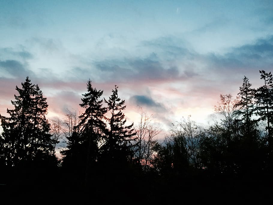 landscape, clouds, sky, evening, forest, trees, night, cloud - sky HD wallpaper