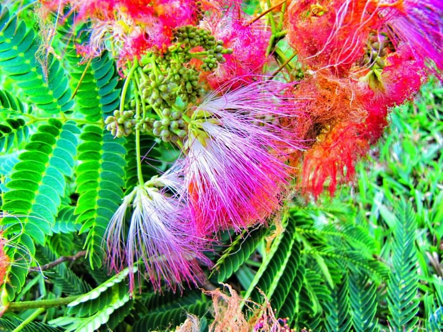 mimosa, tree, bloom, pink, nature, flower, plant, green color HD wallpaper