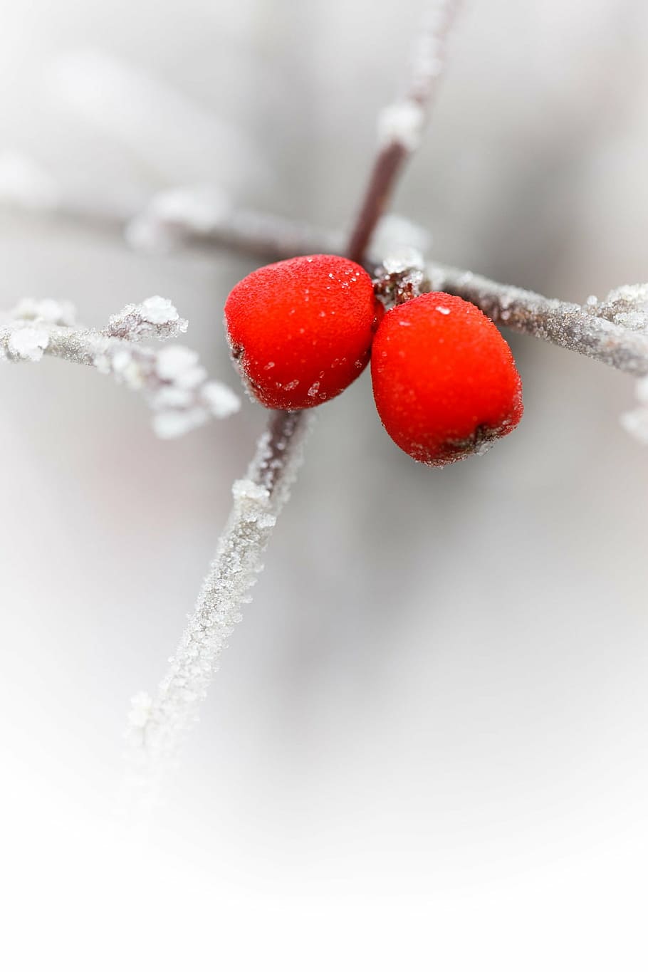 red berries, branch, cold, flora, ze, frost, frosty, frozen HD wallpaper