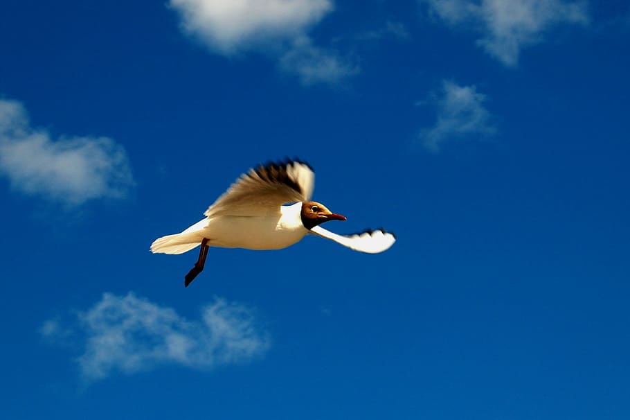 Black-Headed Gull, Himmel, bird, one animal, blue, animals in the wild HD wallpaper
