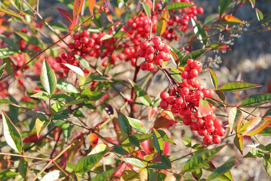 nature, tree, leaf, fruit, branch, shrub, berry, color, bright HD wallpaper