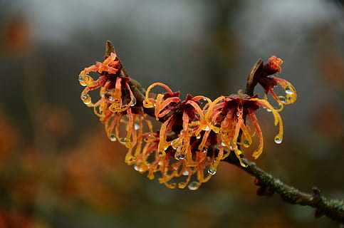 selective focus photography of black and orange petaled flowers HD wallpaper