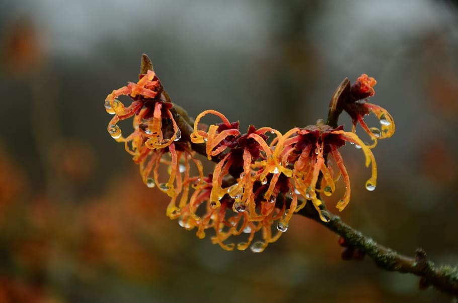 selective focus photography of black and orange petaled flowers HD wallpaper