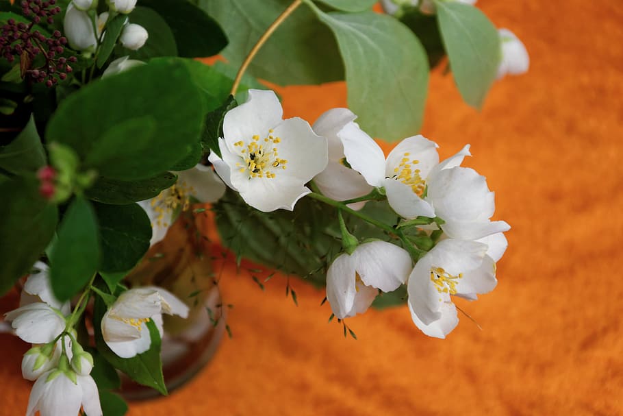Flowers, White, Orange, jasmin, fragrance, blossom, bloom, deco, HD wallpaper