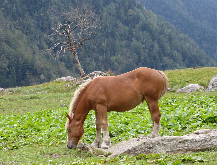 brown horse on green grass field, pacer, prado, val d'aran, pastures, HD wallpaper