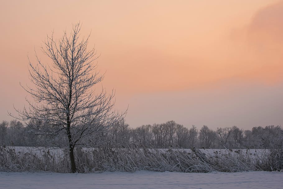 tree, country, the sky, winter, snow, sunset, nature, cold temperature HD wallpaper