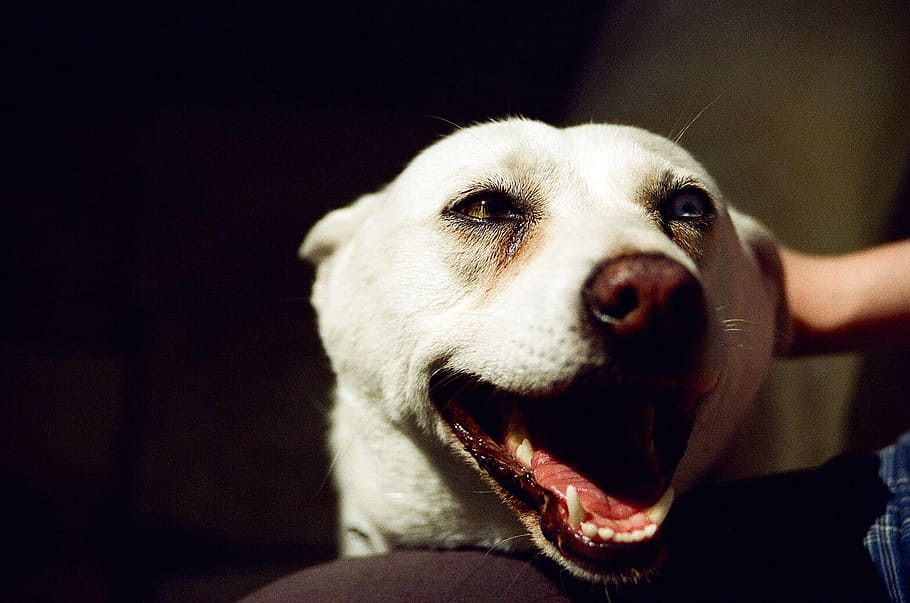 Happy dog, animals, pets, people, canine, outdoors, one Person HD wallpaper
